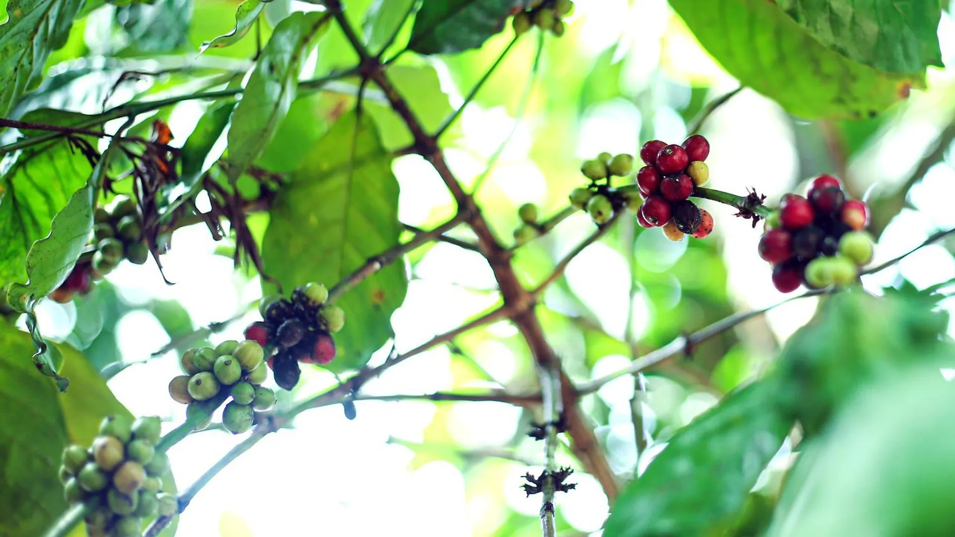 The Cascade Munnar 호텔 Anachal 3*,
