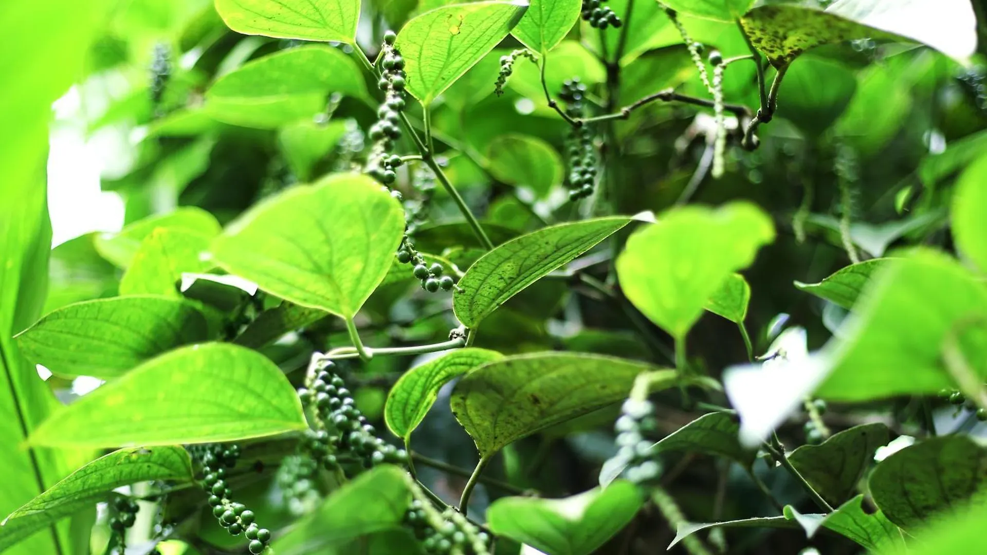 The Cascade Munnar 호텔 Anachal