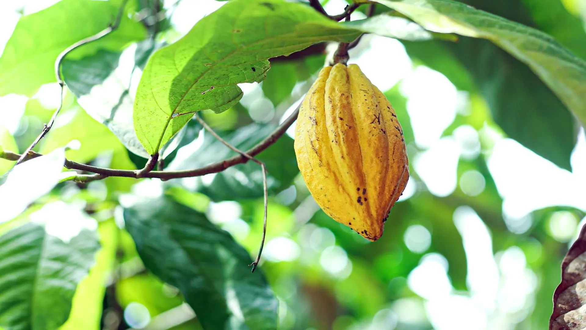 The Cascade Munnar 호텔 Anachal 인도