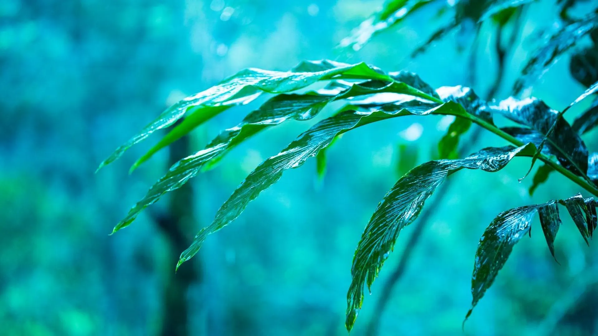 ***  The Cascade Munnar 호텔 Anachal 인도