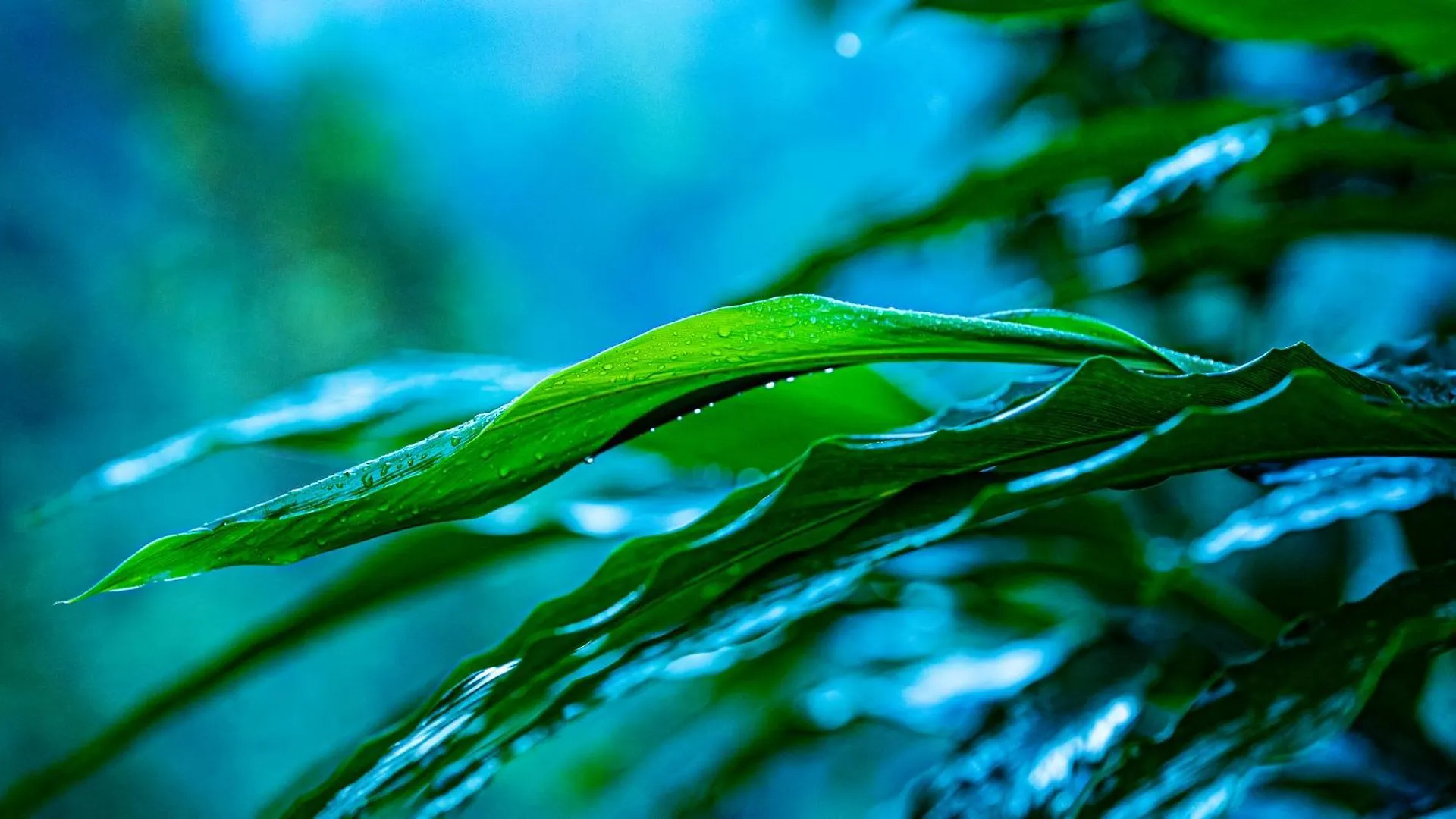 The Cascade Munnar 호텔 Anachal